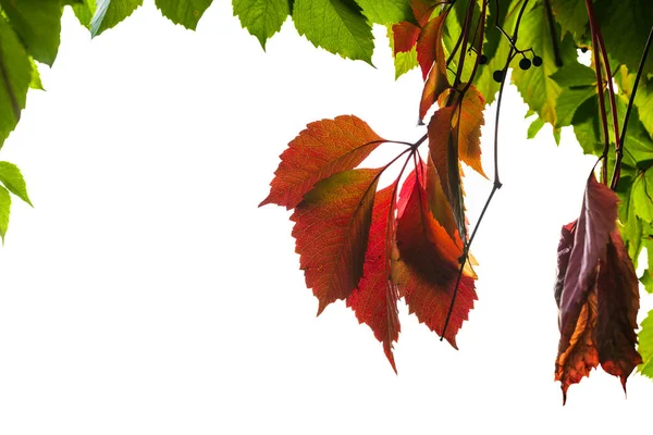 Frame Uit Natuurlijke Herfst Bladeren Van Virginia Klimplant Plant Geïsoleerd — Stockfoto