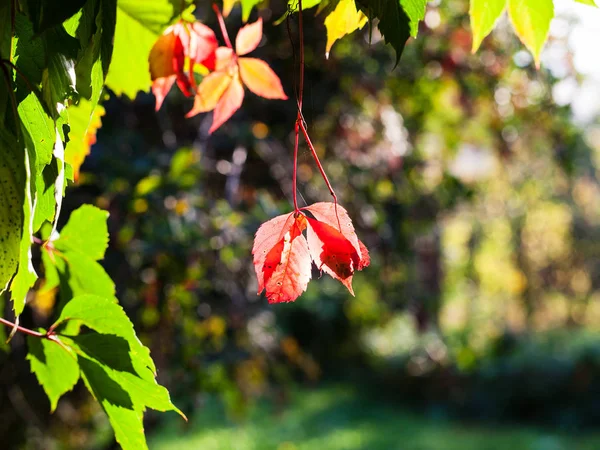 Podzimní Listy Rostliny Pětilistým Osvětlena Sluncem — Stock fotografie