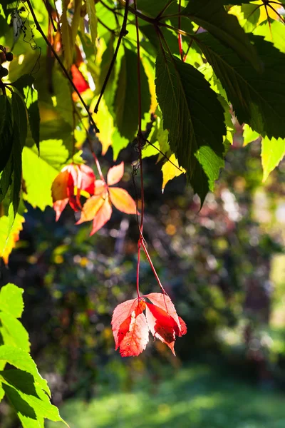 Folhas Coloridas Virginia Trepadeira Planta Iluminada Pelo Sol Dia Outono — Fotografia de Stock