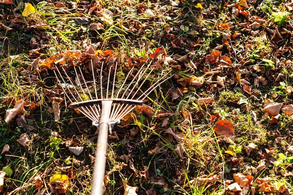 Removendo Folhas Caídas Iluminadas Pelo Sol Gramado Com Ancinho Jardim — Fotografia de Stock