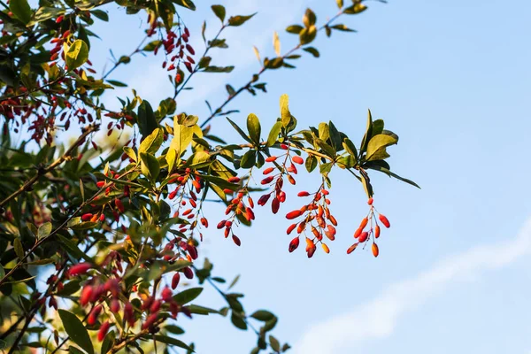 檗植物的成熟果实与秋夜的蓝天 — 图库照片