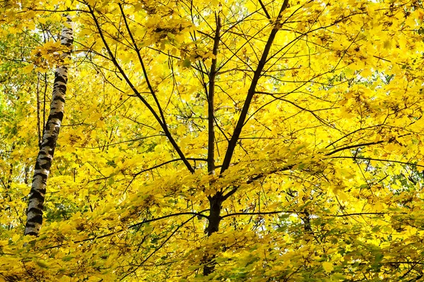 Πλούσιο Κίτρινο Φύλλωμα Του Maple Δέντρο Και Σημύδας Κορμού Στο — Φωτογραφία Αρχείου
