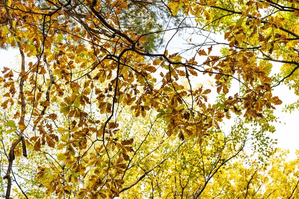 Ramo Carvalho Com Folhas Outono Floresta Timiryazevsky Park Dia Outubro — Fotografia de Stock