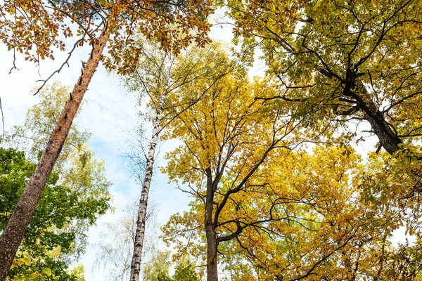 在阳光明媚的10月天 Timiryazevsky 公园森林中松树 橡树顶部的底部视图 — 图库照片