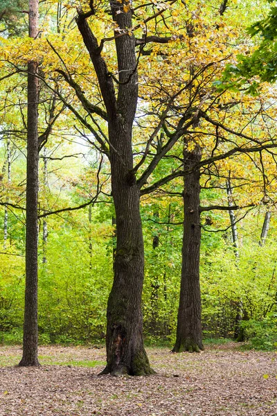 Querce Pini Nella Foresta Del Parco Timiryazevsky Nel Soleggiato Giorno — Foto Stock