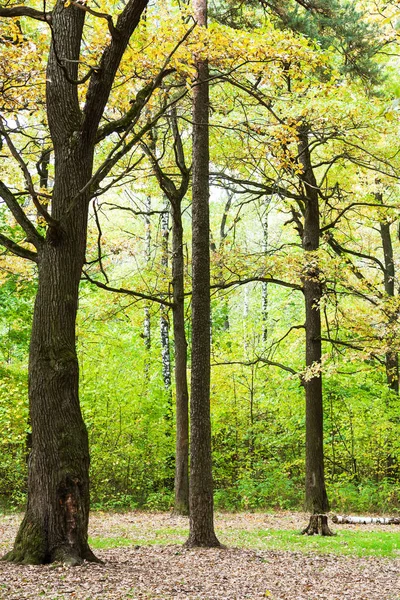 Oak Pine Trees Forest Glade Timiryazevsky Park Sunny October Day — Stock Photo, Image