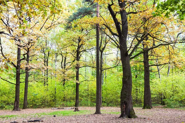 Eichenhain Wald Des Timirjasewski Parks Einem Sonnigen Oktobertag — Stockfoto