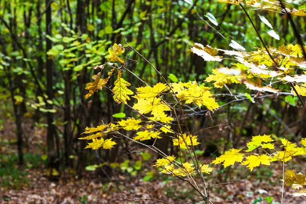 Hojas Arce Otoño Iluminadas Por Sol Bosque Del Parque Timiryazevsky —  Fotos de Stock