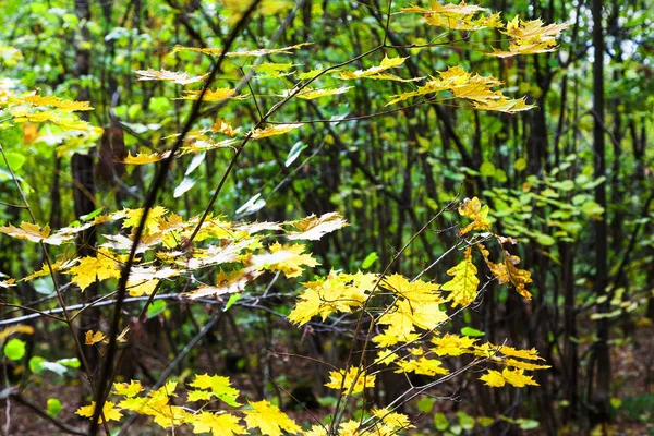 Žluté Podzimní Javorové Listy Osvětlena Sluncem Lese Timiryazevsky Parku Slunečný — Stock fotografie