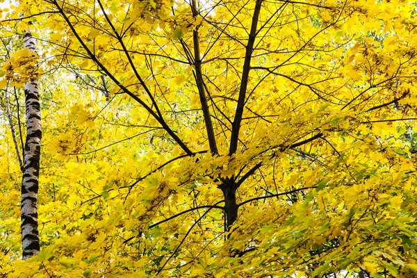 Exuberante Follaje Amarillo Árbol Arce Tronco Abedul Bosque Del Parque —  Fotos de Stock