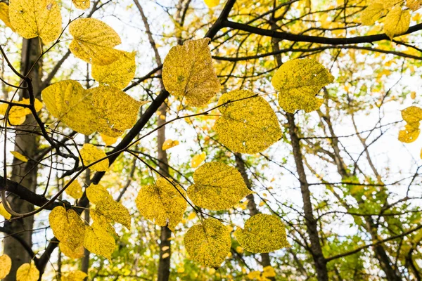 Feuilles Jaunes Rapprochent Sur Branche Dans Forêt Parc Timiryazevsky Jour — Photo