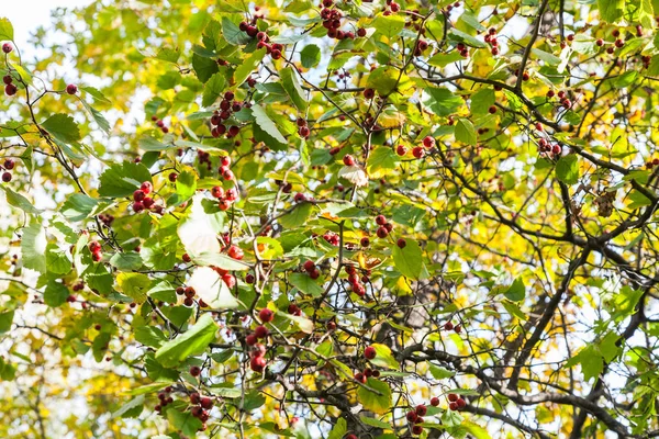 10月阳光明媚的 Timiryazevsky 公园林中成熟浆果的山楂树小枝 — 图库照片