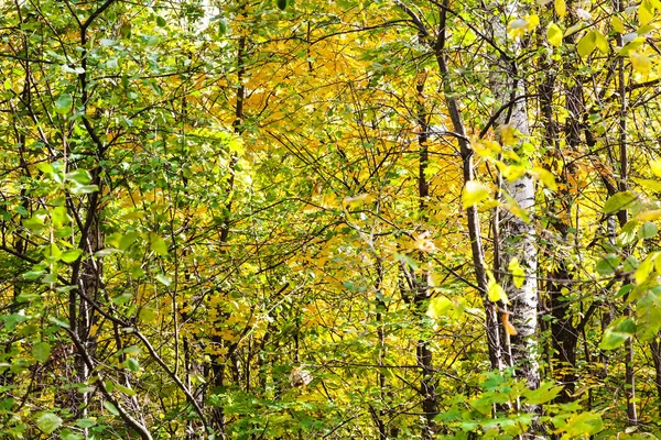 Gąszcz Lasu Park Filevskiy Słoneczny Dzień Października — Zdjęcie stockowe