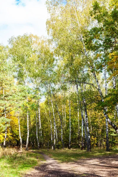 阳光明媚的10月天 Timiryazevsky 公园林中桦木林草甸路 — 图库照片