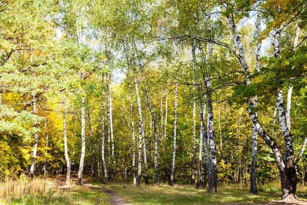 阳光明媚的10月天 Timiryazevsky 公园林中的桦木林草甸小径 — 图库照片