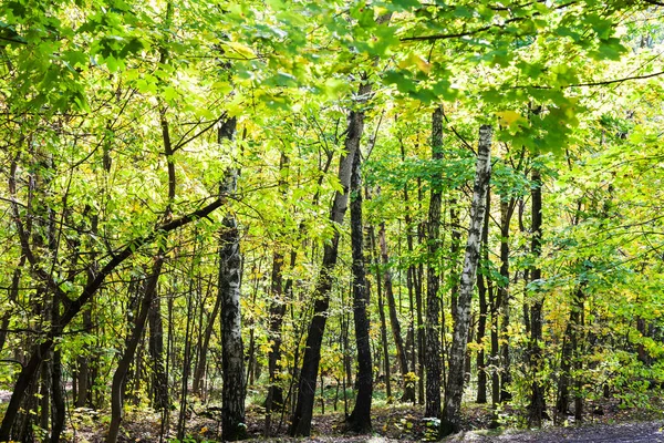 Gęste Grupa Drzew Lesie Filevskiy Park Słoneczny Dzień Października — Zdjęcie stockowe