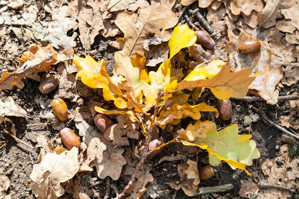 Blick Von Oben Auf Abgefallene Eichenblätter Und Eicheln Laubstreu Wald — Stockfoto