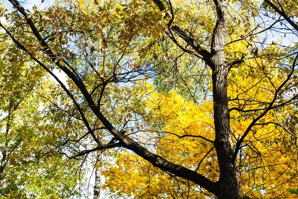 Blick Von Unten Auf Den Eichenstamm Zwischen Den Herbstbäumen Wald — Stockfoto