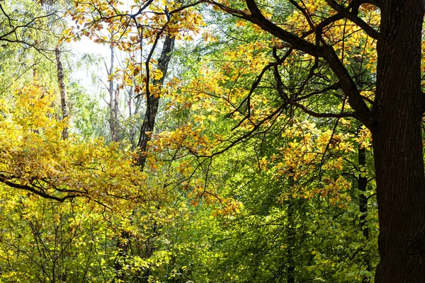 Chêne Dans Forêt Dense Parc Timiryazevsky Dans Journée Ensoleillée Octobre — Photo