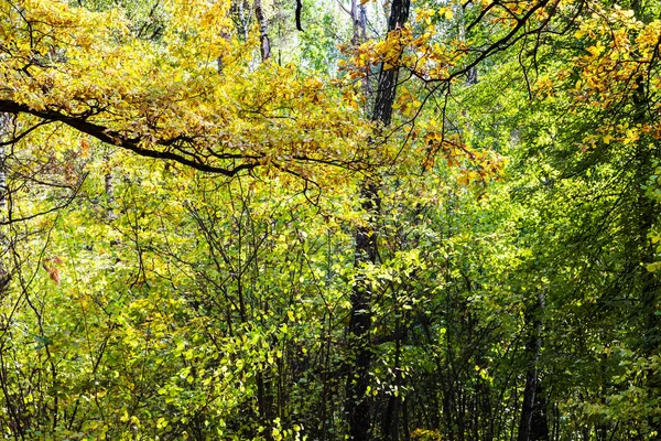 Branche Chêne Forêt Dense Parc Timiryazevsky Dans Journée Ensoleillée Octobre — Photo