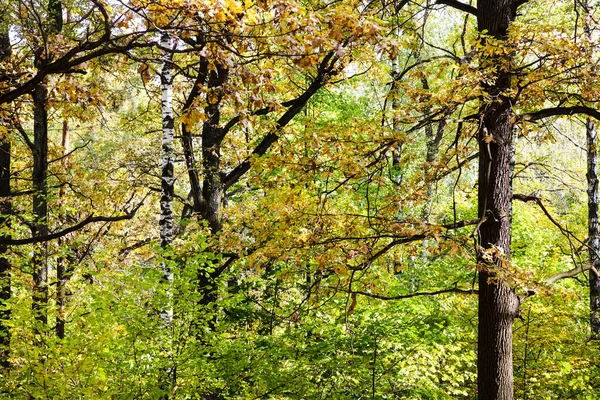 Fitto Gruppo Pini Betulle Querce Nella Foresta Nel Parco Timirjazevskij — Foto Stock