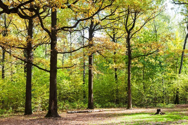 Eiken Glade Bos Van Timiryazevsky Park Zonnige Oktober Dag — Stockfoto