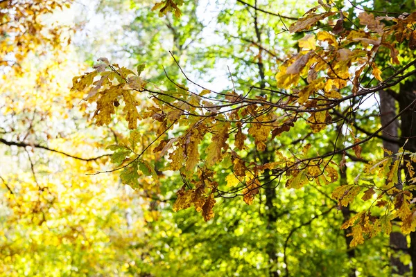 Oak Tree Twigs Forest Timiryazevsky Park Sunny October Day — Stock Photo, Image