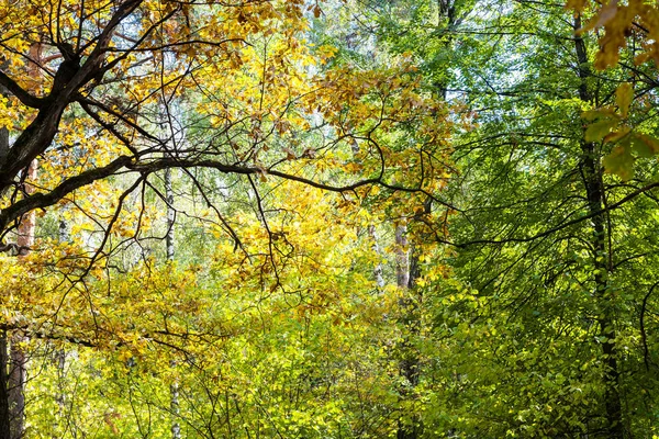 Quercia Foresta Densa Parco Timiryazevsky Giorno Ottobre Soleggiato — Foto Stock