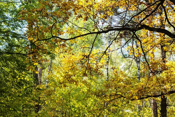 Gren Upplyst Solen Tät Skog Timiryazevsky Park Solig Oktoberdag — Stockfoto