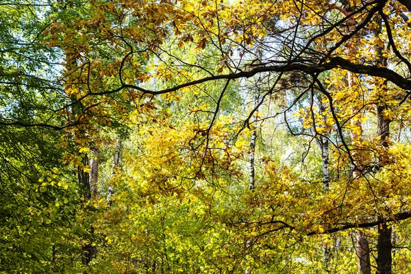 Ramo Quercia Illuminato Dal Sole Nella Fitta Foresta Nel Parco — Foto Stock