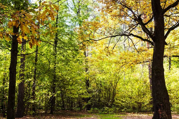 Oak Tree Lit Sun Meadow Forest Timiryazevsky Park Sunny October — Stock Photo, Image