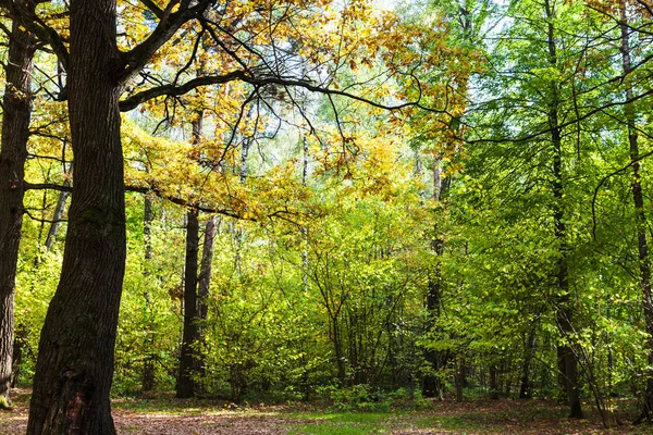 Eik Verlicht Door Zon Weide Een Bos Van Timiryazevsky Park — Stockfoto