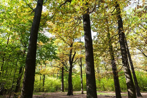 Liten Eikegård Timirjazevskij Skogen Solskinnsdag – stockfoto