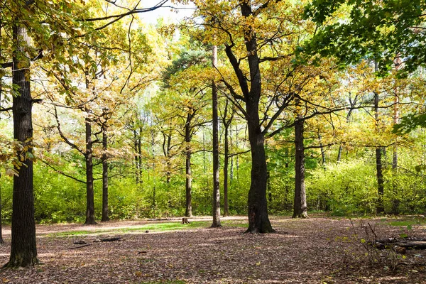 Alberi Illuminati Dal Sole Prato Foresta Parco Timiryazevsky Giorno Ottobre — Foto Stock