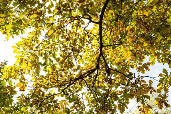 10月阳光明媚的 Timiryazevsky 公园森林秋叶橡树枝底观 — 图库照片