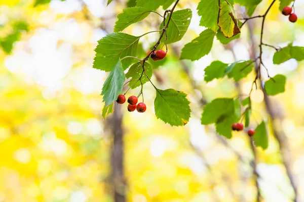 Moget Hagtornsbär Närbild Träd Höstens Skog Timiryazevsky Park Solig Oktoberdag — Stockfoto
