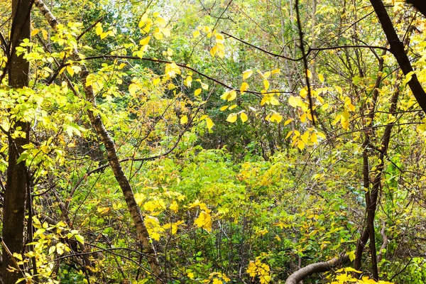 Broussailles Forestières Éclairées Par Soleil Dans Parc Timiryazevsky Octobre Ensoleillé — Photo