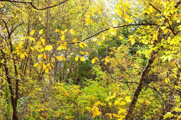 Floresta Espessa Iluminada Pelo Sol Parque Timiryazevsky Dia Outubro Ensolarado — Fotografia de Stock