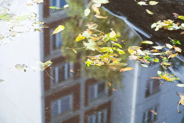 Hojas Caídas Superficie Del Charco Camino Urbano Día Soleado Otoño —  Fotos de Stock