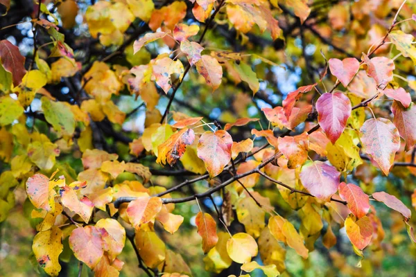 Ветки Яблони Красными Желтыми Листьями Городском Парке Октябре — стоковое фото