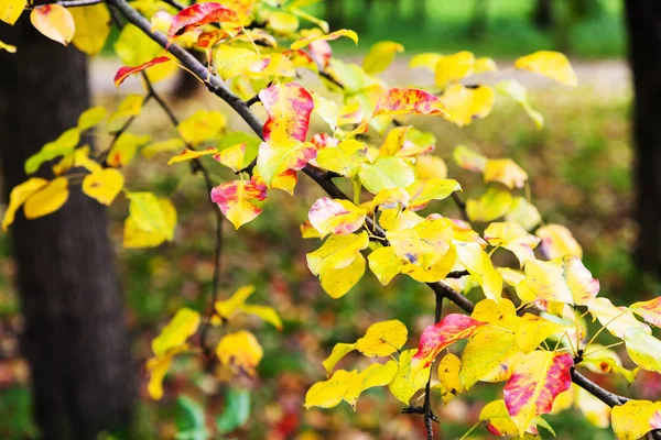 Red Yellow Leaves Apple Tree Urban Garden October — Stock Photo, Image