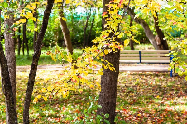 晴れた秋の日の都市の庭でカラフルなリンゴの木 — ストック写真