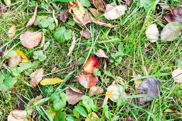 Foglie Multicolori Cadute Sul Prato Verde Nel Giardino Urbano Ottobre — Foto Stock