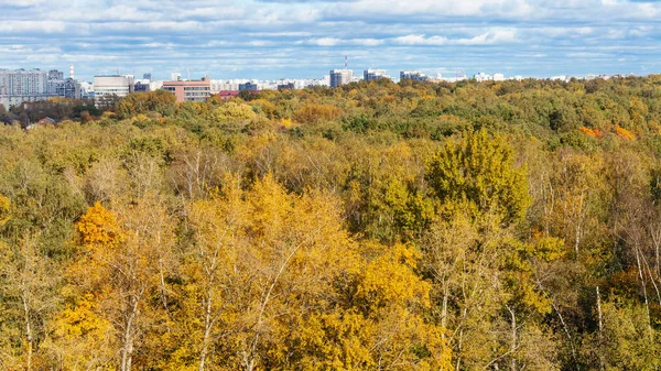 Yellow Forest Timiryazevskiy Park City Street Moscow Sunny October Day — Stock Photo, Image