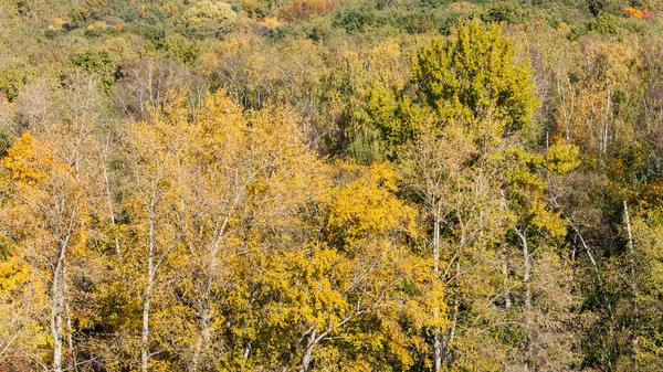 Sarı Sonbahar Timiryazevskiy Orman Parkta Moskova Güneşli Ekim Gün — Stok fotoğraf