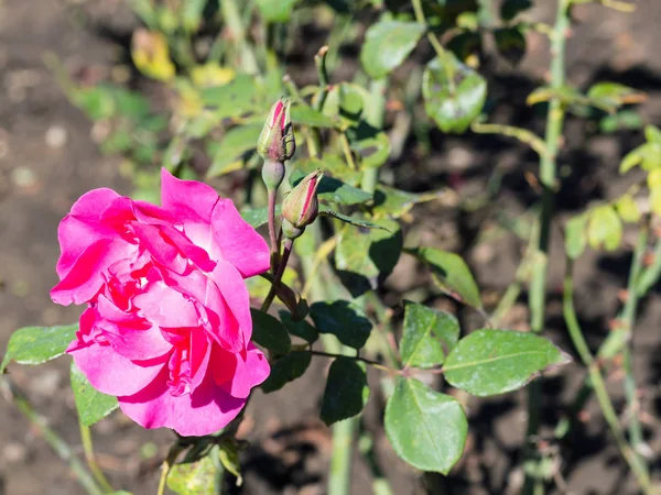 Viagem Região Águas Minerais Caucasianas Flor Rosa Com Resobuds Jardim — Fotografia de Stock