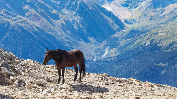 Viagem Para Região Cáucaso Norte Cavalo Borda Penhasco Monte Moussa — Fotografia de Stock