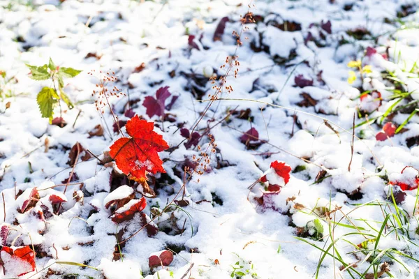 Feuilles Rouges Sur Pelouse Recouvertes Première Neige Dans Journée Automne — Photo