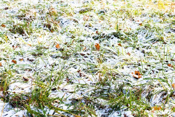 Césped Verde Cubierto Con Primera Nieve Frío Día Otoño —  Fotos de Stock