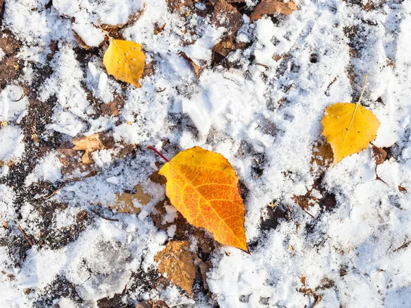 Fallna Gula Löv Marken Täckt Med Den Första Snön Frostiga — Stockfoto